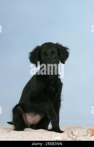 Plat enduit Retriever, chiot, 12 semaines Banque D'Images