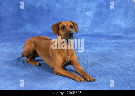 Rhodésie Ridgeback également connu sous le nom de chien de lion africain Banque D'Images