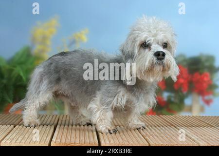 Dandie-Dinmont-Terrier Banque D'Images