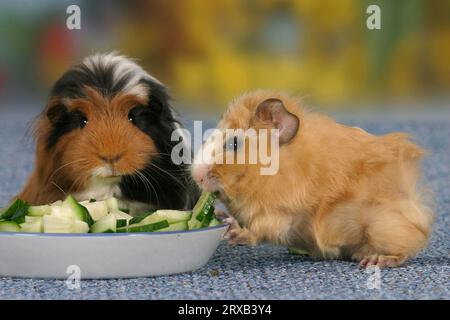 Cobaye cochon au bol de nourriture avec des morceaux de concombre Banque D'Images