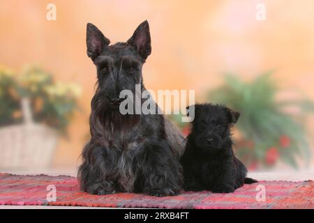 Terrier écossais avec chiot, 6 semaines, Terrier écossais, détachable Banque D'Images