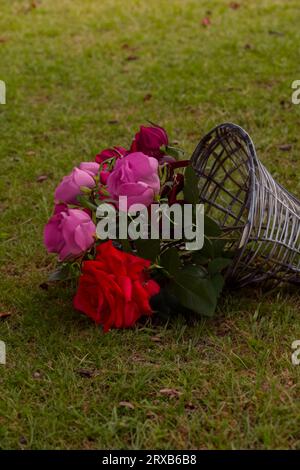 Un bouquet de roses roses et rouges fraîchement coupées dans un panier en osier qui est tombé dans une zone gazonnée extérieure Banque D'Images