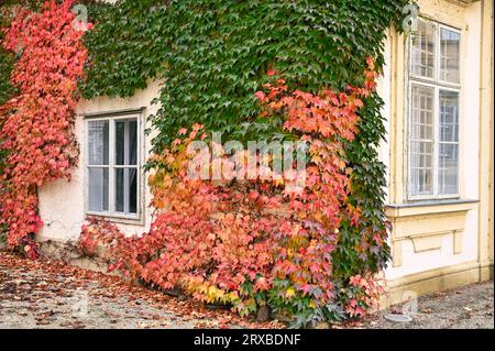 Le mur d'une vieille maison couverte de feuilles rampantes colorées saison d'automne à Vienne Banque D'Images