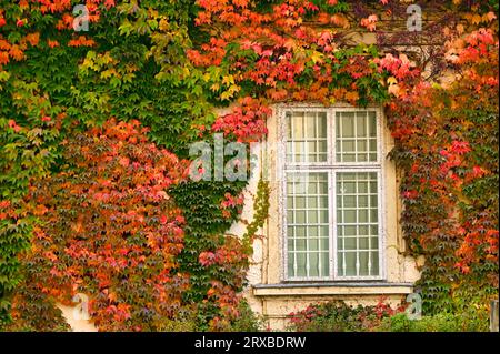 Le mur d'une vieille maison couverte de feuilles rampantes colorées à Vienne Banque D'Images