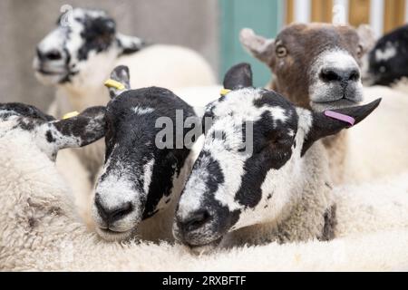 Londres, Royaume-Uni. 24 septembre 2023. Moutons vus sur Southwark Bridge pendant Sheep Drive. Le 10e anniversaire de la London Bridge Sheep Drive and Livery Fair a eu lieu le 24 septembre 2023 sur Southwark Bridge. Richard Corrigan, un chef irlandais bien connu, a rejoint Lord Mayor Vincent Keaveny et plus de 1 000 Freemen de la City de Londres alors qu'ils exerçaient leur ancien droit de conduire des moutons sans frais sur les London Bridges. L'événement a également été l'occasion de recueillir des fonds pour la Woolman's Charity et le Lord Mayor's Appeal. (Photo de Hesther ng/SOPA Images/Sipa USA) crédit : SIPA USA/Alamy Live News Banque D'Images