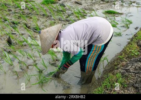 Un agriculteur sème de jeunes graines de riz en marchant en arrière dans une rizière boueuse et fertile. De nombreux agriculteurs travaillent ensemble en groupes. Banque D'Images