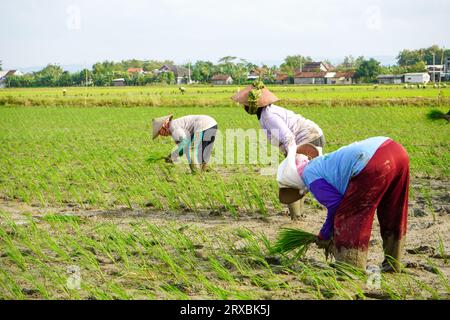 Un agriculteur sème de jeunes graines de riz en marchant en arrière dans une rizière boueuse et fertile. De nombreux agriculteurs travaillent ensemble en groupes. Banque D'Images