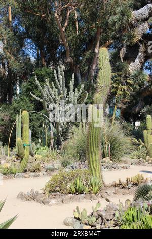 Arizona Garden, Stanford University, Californie Banque D'Images