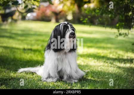 Chien Tibétain Terrier assis dans l'herbe. Beau chien assis dans un champ dans la lumière du matin. Mise au point sélective Banque D'Images