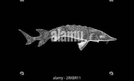 3D Sturgeon tourne sur fond noir. Poisson et concept de pêche. Poisson de rivière. Toile de fond publicitaire d'entreprise. Pour titre, texte, présentation. animat 3d. Banque D'Images