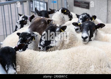 Londres, Royaume-Uni, le 24 septembre 2023, les Mules Seamarks du nord de l'Angleterre impliquant Chino attendant d'être conduit à travers Southwark Bridge London par les Freemen de la ville de Londres, une réintroduction d'un ancien droit de conduire des moutons sur la Tamise (sans frais) Chrysoulla.Photography/Alamy Live News Banque D'Images