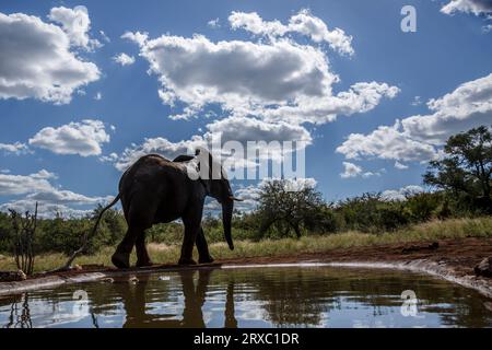 Éléphant de brousse africain marchant le long d'un trou d'eau dans le parc national Kruger, Afrique du Sud ; espèce Loxodonta africana famille d'Elephantidae Banque D'Images