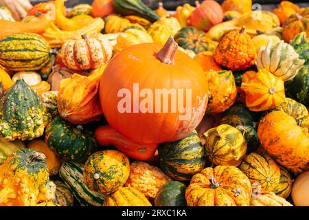 Fond organique - citrouilles Banque D'Images