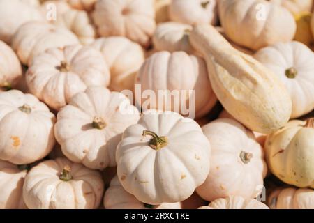 Fond organique - citrouilles Baby Boo Banque D'Images