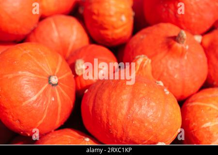 Fond organique - citrouilles oranges récoltées dans un tas aléatoire Banque D'Images