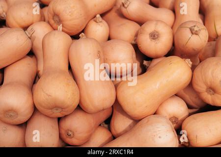 Vue de haut en bas de nombreux Butternut squash Banque D'Images