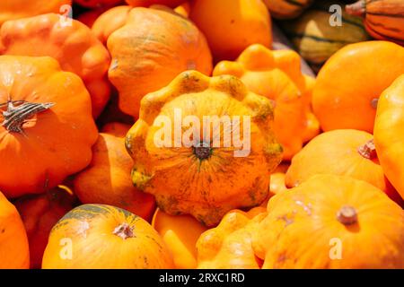 Fond organique - citrouilles Patisson. Banque D'Images