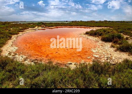 Étang d'orange dans le parc naturel de Salinas de San Pedro del Pinatar, région de Murcie, Espagne Banque D'Images