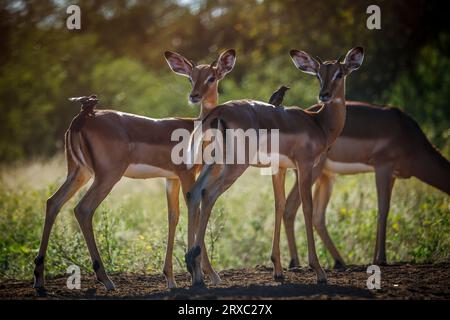 Deux jeunes mâles Impala en alerte dans le parc national Kruger, Afrique du Sud ; espèce Aepyceros melampus famille des Bovidés Banque D'Images