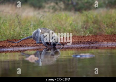 Un singe en Kruger National Park, Afrique du Sud ; Espèce Chlorocebus pygerythrus passereau de la famille Banque D'Images