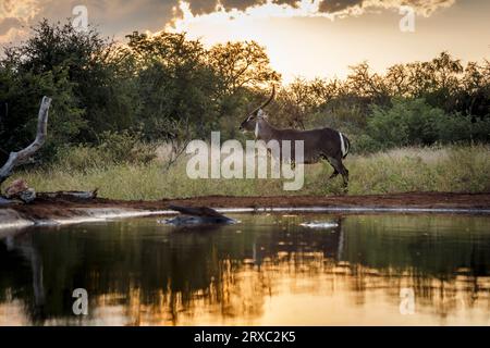 Cobe commun dans le parc national Kruger, Afrique du Sud ; Espèce Kobus ellipsiprymnus famille de bovidés Banque D'Images