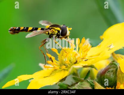 Dans une prairie, une fleur sauvage de Tansy est pollinisée par un long Hoverfly connu sous le nom de Sphaerophoria scripta. Banque D'Images