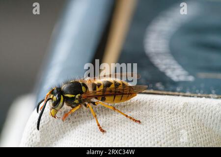 Guêpe européenne (Vespula germanica), assise sur une serviette blanche dans la cuisine Banque D'Images