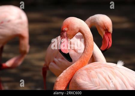 Gros plan d'un oiseau d'eau rose flamant rose pataugeant dans la rivière, détail du cou et de la tête. Photographie de la nature vivante et de la faune. Banque D'Images