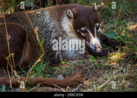 Nasua raton laveur allongé sur l'herbe dans la forêt. Photographie de la nature vivante et de la faune. Banque D'Images