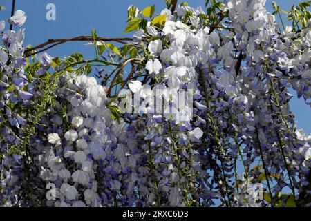 Vue des plantes à fleurs chinoises Wisteria sinensis avec racèmes suspendus. Macrophotographie de la nature. Banque D'Images