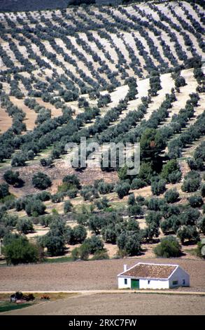 Paysage rural de montagne avec maison de ferme et oliveraies dans le sud-est de l'Espagne, Europe Banque D'Images