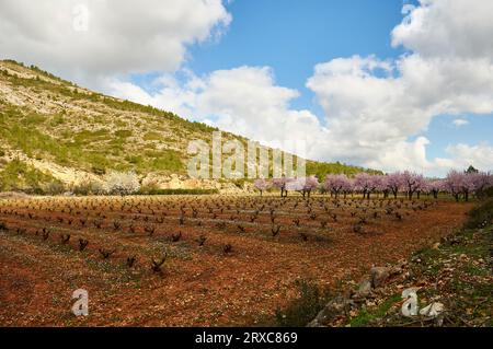 Paysage méditerranéen avec vignes et champs d'amandiers au printemps près de Camí de Gorgos (Llíber, vallée de Vall de Pop, Marina Alta, Alicante, Espagne) Banque D'Images