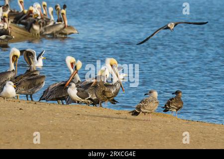 Colonie d'oiseaux de mer, pélicans et mouettes, assis près de la plage près de la rivière au coucher du soleil Banque D'Images