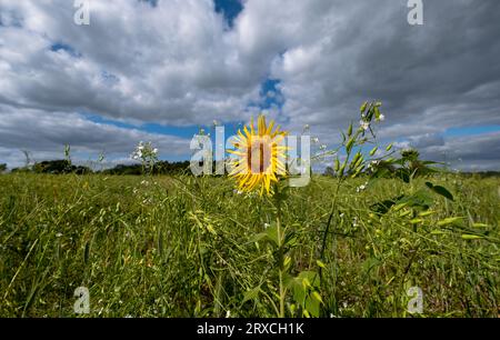 Une section d'un champ de fermiers dans le Hampshire Angleterre a été laissée à re-sauvage avec tournesols et fleurs sauvages poussant Banque D'Images