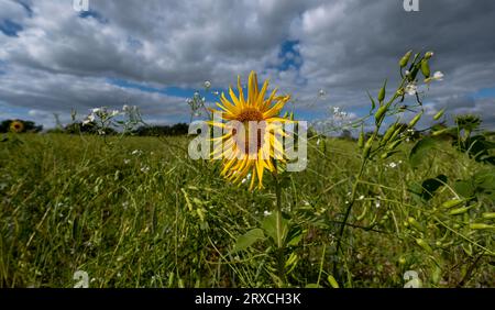 Une section d'un champ de fermiers dans le Hampshire Angleterre a été laissée à re-sauvage avec tournesols et fleurs sauvages poussant Banque D'Images