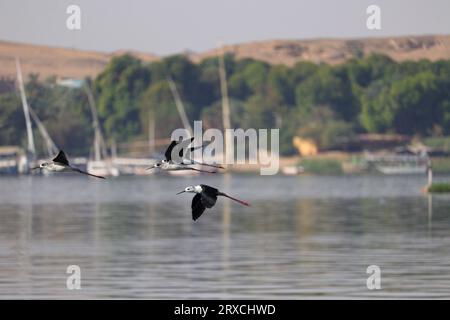 Pilotis à ailes noires (Himantopus himantopus) en vol au-dessus du Nil à Assouan Banque D'Images