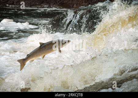 Saumon atlantique (Salmo salar) sur la rivière Almond, Perthshire, Écosse, Royaume-Uni. Banque D'Images