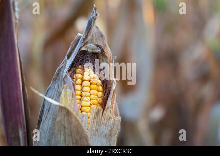 Tête de maïs mûr jaune (Zea Mays) avec des feuilles sèches brunes en automne Banque D'Images