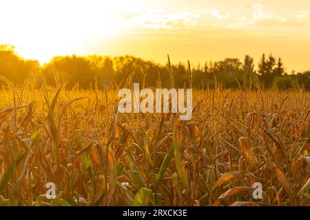 Champ de maïs brun-jaune (Zea Mays) au coucher du soleil d'automne Banque D'Images