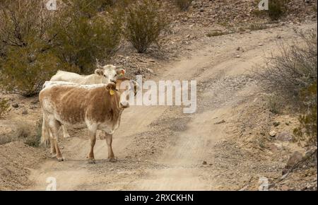 Des vaches qui paissent illégalement bloquent Dirt Road dans le parc national de Big Bend Banque D'Images