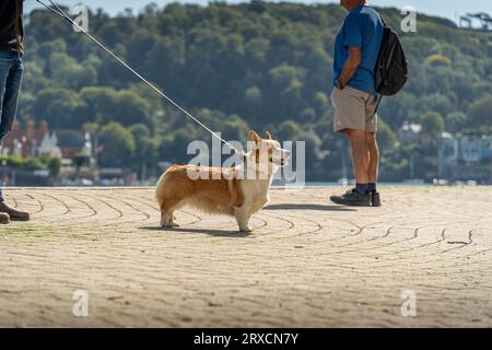 Le Pembroke Welsh Corgi est un petit type de chien de troupeau originaire du pays de Galles, au Royaume-Uni Banque D'Images