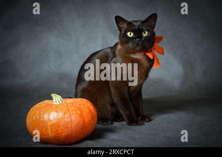 Chat birman et citrouille sur Halloween, portrait de chat birman brun avec ruban orange, animal mignon assis sur fond gris dans les vacances d'Halloween en studio. Banque D'Images