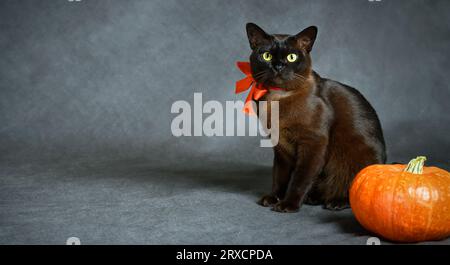Chat birman et citrouille sur fond de studio gris pour Halloween, chat birman brun avec ruban orange, animal de compagnie mignon dans les vacances d'Halloween. Hallowen, fête, A. Banque D'Images
