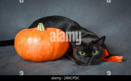 Chat birman et citrouille sur les vacances d'Halloween, portrait de chat birman brun avec ruban orange, animal mignon à la fête d'Halloween. Hallowen, animal, studio, A. Banque D'Images