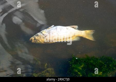 Poisson mort sur flottant à la surface d'Un lac Banque D'Images