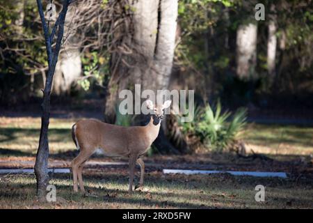 Biche de cerf de Virginie (Odocoileus virginianus) faisant un clin d'œil en regardant Banque D'Images