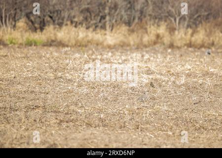 Colombe de deuil (Zenaida macroura) et meadowlark oriental (Sturnella magna) regardant autour d'un champ agricole Banque D'Images