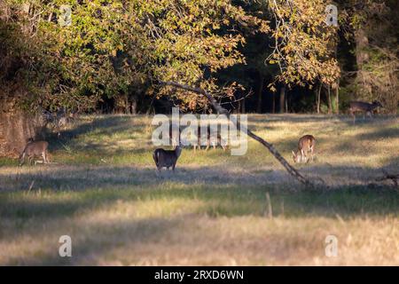 Troupeau de cerfs de Virginie et de jeunes mâles (Odocoileus virginianus) qui se nourrissent alors qu'une biche reste en alerte Banque D'Images