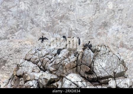 Petit groupe de cormorans à double crête (Phalacrocorax auritus) prenant le soleil et se préenfonçant sur un éperon rocheux dans les îles Farallon. Banque D'Images