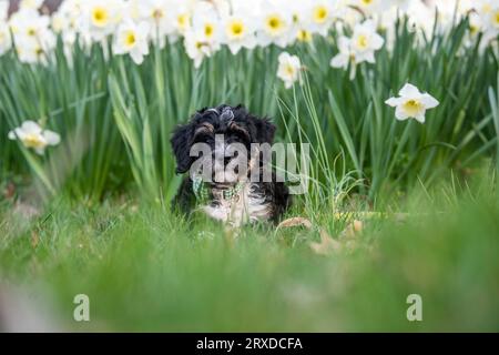 Un chiot de dix semaines a une séance de portrait dans les fleurs printanières. Banque D'Images